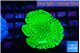 Montipora lucky charmz 3-4 cm WYSIWYG acclimaté