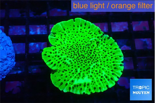 Montipora lucky charmz 3-4 cm WYSIWYG acclimaté