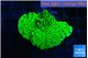 Montipora lucky charmz 3-4 cm WYSIWYG acclimaté