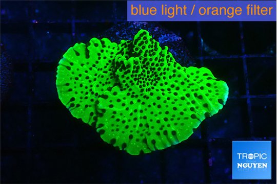 Montipora lucky charmz 3-4 cm WYSIWYG acclimaté