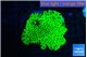 Montipora lucky charmz 3-4 cm WYSIWYG acclimaté