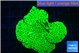 Montipora lucky charmz 3-4 cm WYSIWYG acclimaté