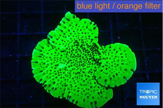 Montipora lucky charmz 3-4 cm WYSIWYG acclimaté