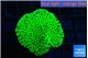 Montipora lucky charmz 3-4 cm WYSIWYG acclimaté