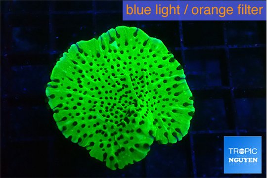 Montipora lucky charmz 3-4 cm WYSIWYG acclimaté