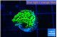 Montipora lucky charmz 3-4 cm WYSIWYG acclimaté