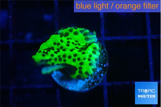 Montipora lucky charmz 3-4 cm WYSIWYG acclimaté