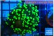 Euphyllia yayaemaensis green 3-6 cm WYSIWYG acclimaté