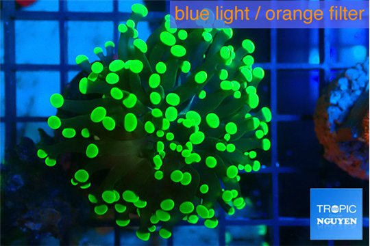 Euphyllia yayaemaensis green 3-6 cm WYSIWYG acclimaté