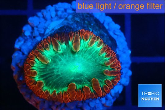 Blastomussa wellsi color phantom 2-3 cm WYSIWYG acclimaté