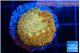 Blastomussa wellsi sunrise 2-3 cm WYSIWYG acclimaté