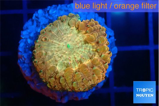 Blastomussa wellsi sunrise 2-3 cm WYSIWYG acclimaté