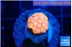 Goniopora red pink 2-3 cm WYSIWYG acclimaté