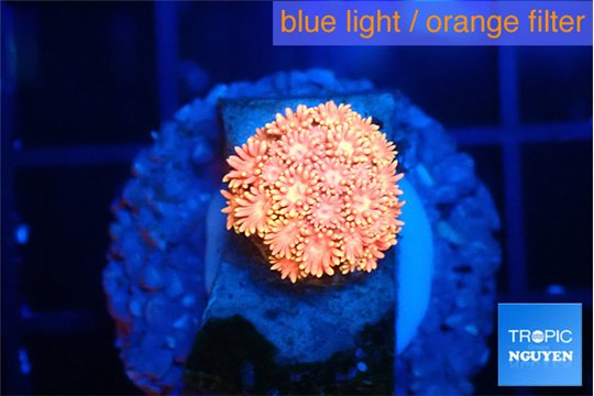 Goniopora red pink 2-3 cm WYSIWYG acclimaté
