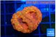 Blastomussa wellsi red cherry pop 3-4 polyps WYSIWYG acclimaté