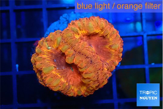 Blastomussa wellsi red cherry pop 3-4 polyps WYSIWYG acclimaté