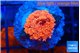 Goniopora red 2-3 cm WYSIWYG acclimaté