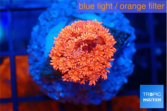 Goniopora red 2-3 cm WYSIWYG acclimaté