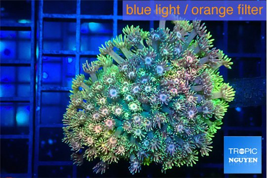 Goniopora rainbow 4-7 cm WYSIWYG acclimaté