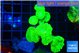 Caulastrea neon green 9 polyps WYSIWYG acclimaté