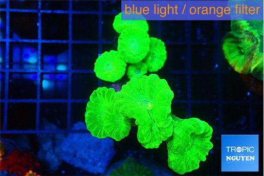 Caulastrea neon green 9 polyps WYSIWYG acclimaté