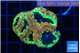 Blastomussa wellsi mystic 5 polyps WYSIWYG acclimaté