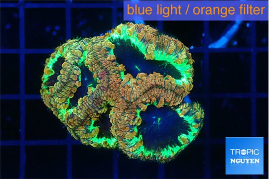 Blastomussa wellsi mystic 5 polyps WYSIWYG acclimaté