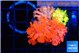 Goniopora garden mixed color premium 4-7 cm WYSIWYG acclimaté