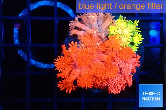 Goniopora garden mixed color premium 4-7 cm WYSIWYG acclimaté
