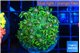 Goniopora glitter 4-7 cm WYSIWYG acclimaté
