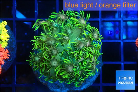 Goniopora glitter 4-7 cm WYSIWYG acclimaté
