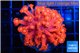 Goniopora red fire 3-6 cm WYSIWYG acclimaté