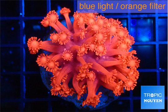 Goniopora red fire 3-6 cm WYSIWYG acclimaté
