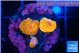 Acanthastrea lord red blue small polyps 2 polyps WYSIWYG acclimaté