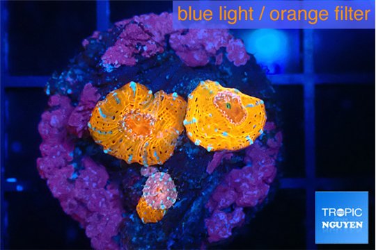 Acanthastrea lord red blue small polyps 2 polyps WYSIWYG acclimaté
