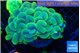 Plerogyra golden purple 8-13 cm WYSIWYG acclimaté