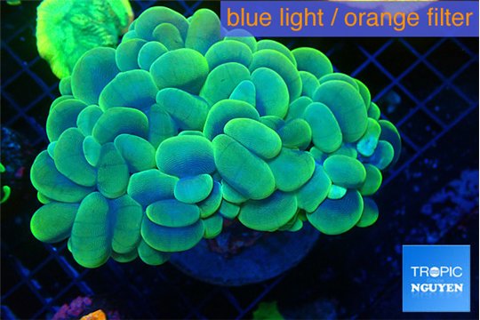 Plerogyra golden purple 8-13 cm WYSIWYG acclimaté