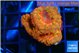 Blastomussa wellsi red cherry pop 3-4 polyps WYSIWYG acclimaté