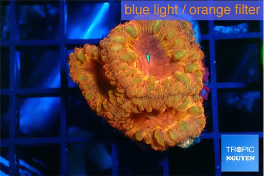 Blastomussa wellsi red cherry pop 3-4 polyps WYSIWYG acclimaté