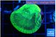 Favia green moon 3-4 cm WYSIWYG acclimaté