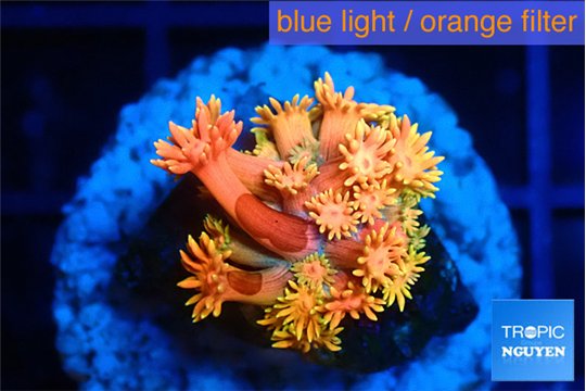 Goniopora sunset 2-4 cm WYSIWYG acclimaté