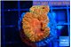 Blastomussa wellsi red cherry pop 2 polyps WYSIWYG acclimaté