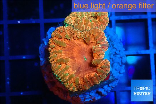 Blastomussa wellsi red cherry pop 2 polyps WYSIWYG acclimaté