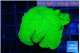 Montipora green cap 4-5 cm WYSIWYG acclimaté