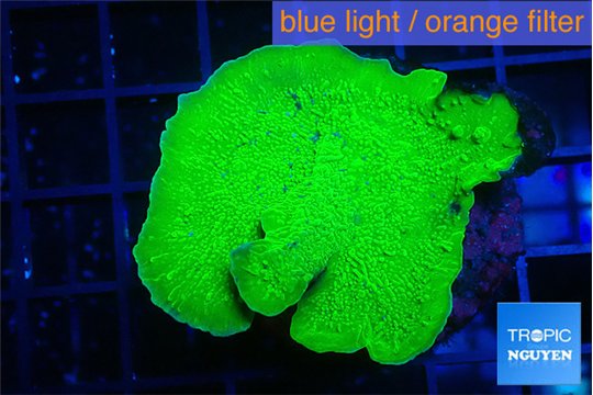 Montipora green cap 4-5 cm WYSIWYG acclimaté