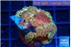 Blastomussa wellsi cosmic guardian 3 polyps WYSIWYG acclimaté
