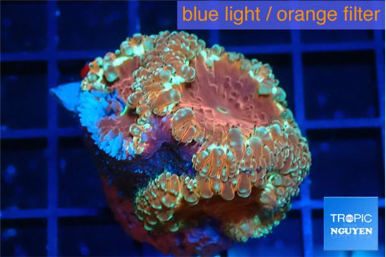 Blastomussa wellsi cosmic guardian 3 polyps WYSIWYG acclimaté
