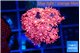 Goniopora red pink 2-4 cm WYSIWYG acclimaté