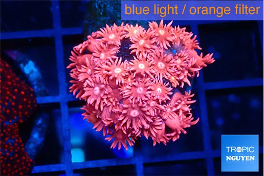 Goniopora red pink 2-4 cm WYSIWYG acclimaté