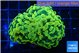 Euphyllia paraancora electro 4-7 cm WYSIWYG acclimaté